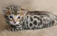 /album/fotos/poes-2-jpg/